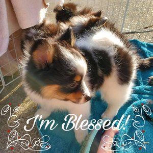 Meet your Posher, Carol